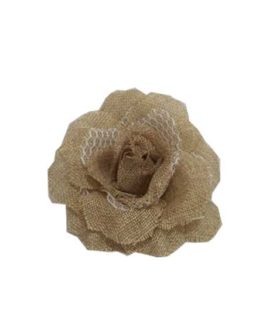 Rosa rustica