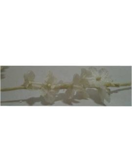 fiore-bianco