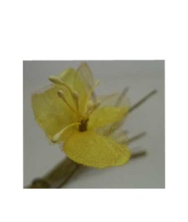 giallo2
