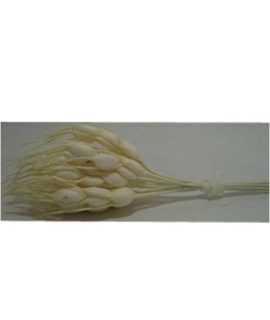 Spighe di grano