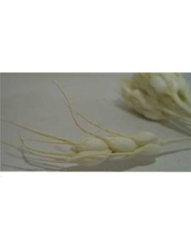 grano2