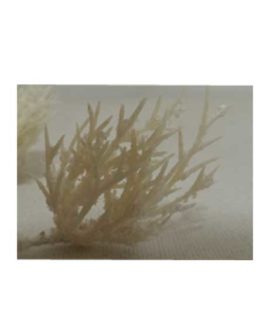 nebbiolina-2