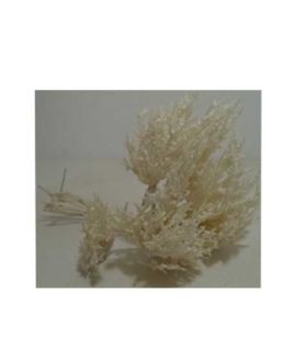 Foglie nebbiolina