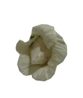 rosellina-2