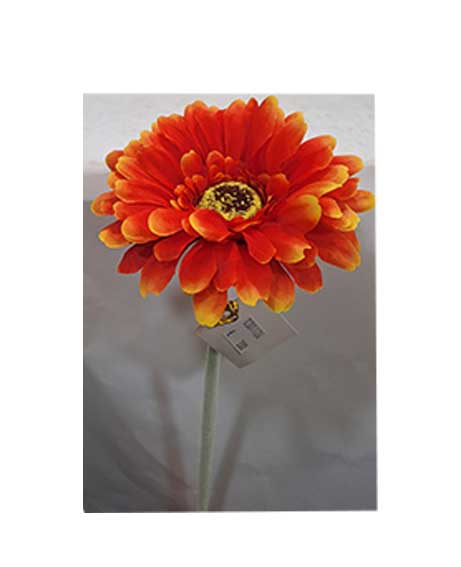 gerbera-sfumata