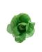 rosa-verde2