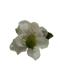 fiore-bianco