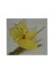giallo2