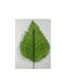 foglia-2