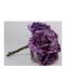 rose-viola